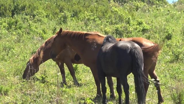 Более слабый жеребец уводит свой табун лошадей