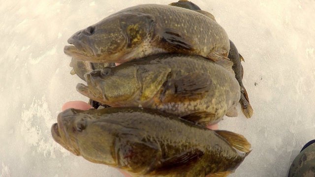 ЛОВЛЯ КРУПНОГО  РОТАНА НА РИСОВОМ ОЗЕРЕ!  Ловля Ротана. Зимняя рыбалка