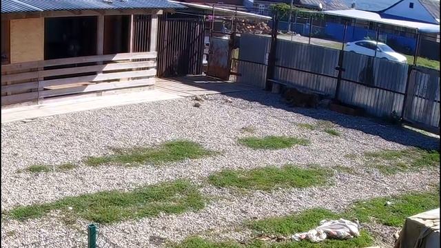 ПИТБУЛЬ АТАКУЕТ ДВОРНЯЖКУ ПОТОМ ВОЛКА. Собачьи бои/Драка собак/Питбуль против/питбуль против волка.