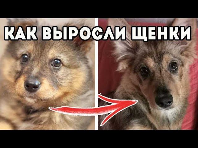 Что стало с щенками через пол года. Щенки из коробки