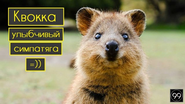 Самое улыбчивое животное Квокка \ Samsung старше Apple \  Бездомный Иисус \ Это интересно Выпуск №19