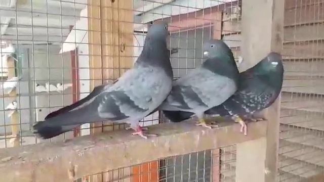Свердловские высоколетные голуби.
