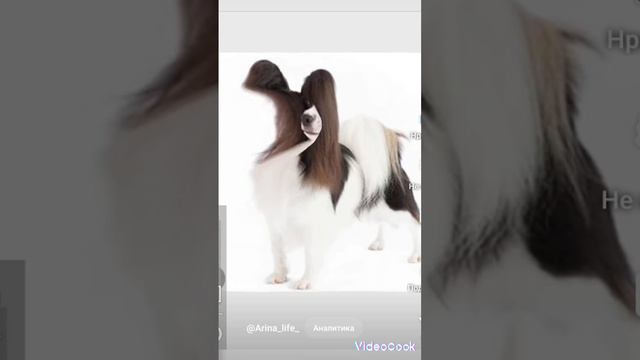papillons