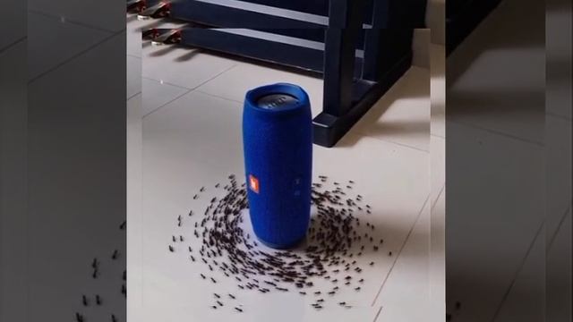 хвхахахахах