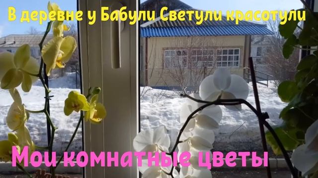 Мои комнатные цветы и растения.Неприхотливые комнатные цветы.