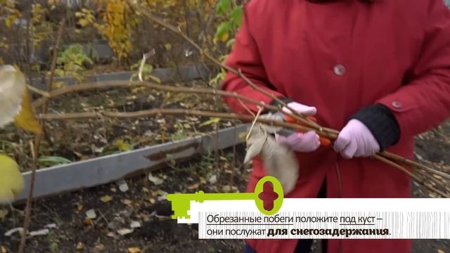 ЭТА ОБРЕЗКА НУЖНА РЕМОНТАНТНОЙ МАЛИНЕ ОСЕНЬЮ.  ПОСПЕШИТЕ!