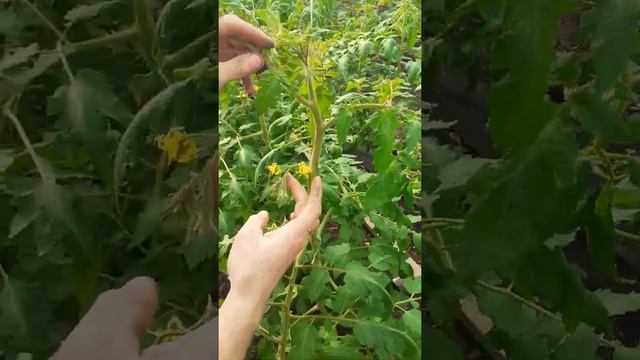 Цветение второй кисти томата Тивай 12.