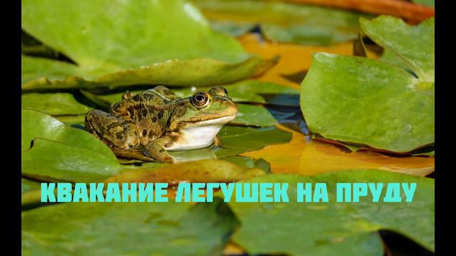 Угадай звуки природы