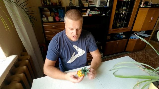 Ананас созрел в домашних условиях! Собираем урожай ананасов.