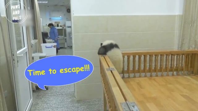 О, КАК МИЛО!!! МАЛЫШИ ПАНДЫ Играют С Смотрителем Зоопарка _ Забавные малыши панды _ Малышка панда