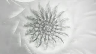 Pryda - Human Behaviour