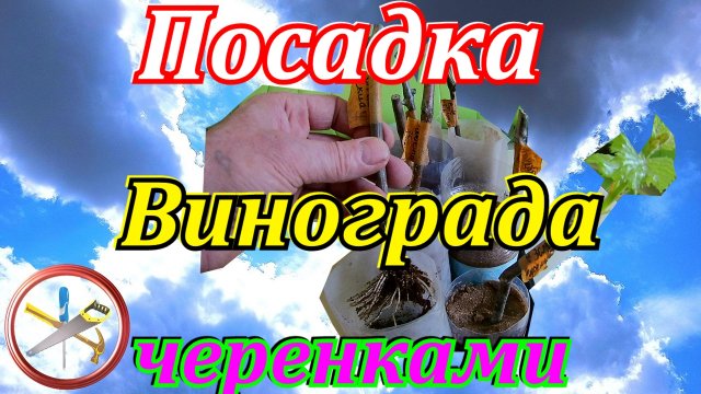Посадка винограда черенками.Как посадить виноград черенками.