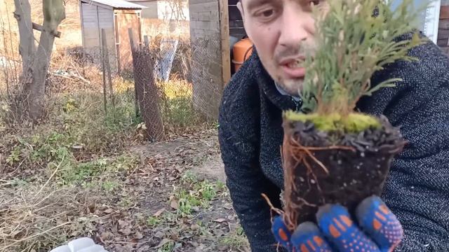 Туя "смарагд". Осенняя посадка туй.