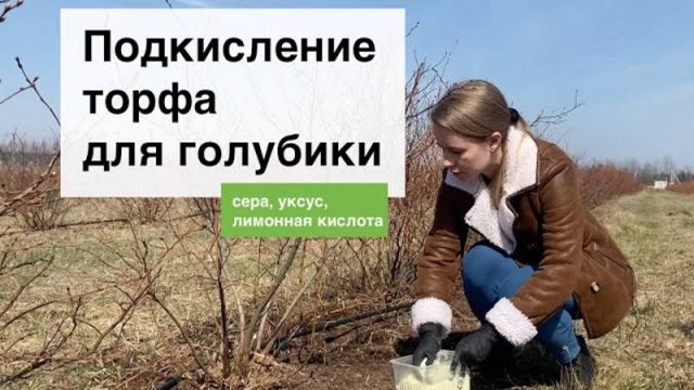 Как подкислить почву для кустов голубики? Питомник саженцев голубики из Беларуси "Ягодная долина"