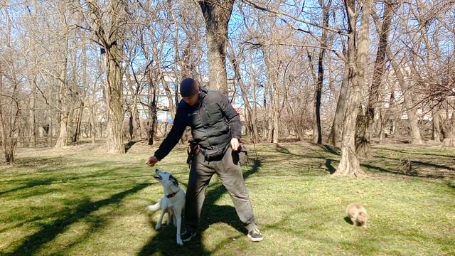 Дрессировка собак Как дрессировать собаку Занятие по дрессировке с собакой Команды для собаки