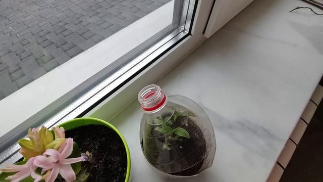 Черенкуем гортензию зимой  | 3 способа и 1 секрет черенкования гортензий