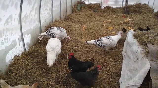 Куры в теплице из поликарбоната зимой
