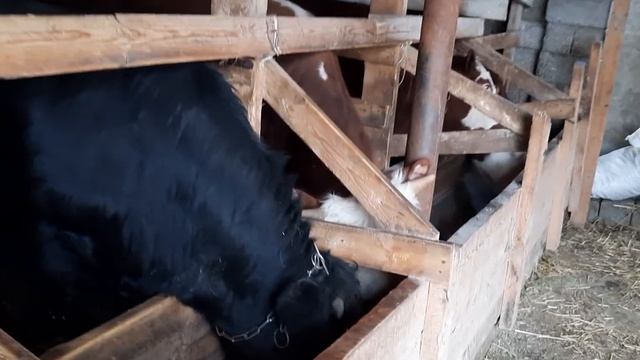 Кормим бычков на привязи 4 мес.