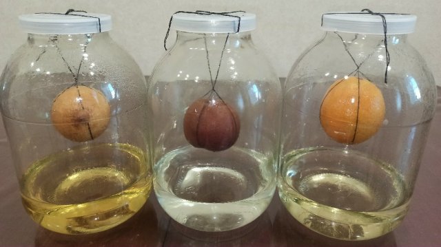 ВИСЕЛЬНИКИ на Лимоне, Апельсине и Яблоке. РЕЦЕПТ Настойки на САМОГОНЕ