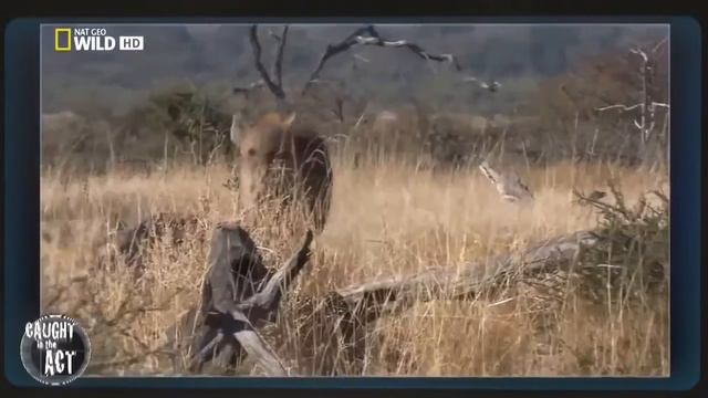 Необычное поведение животных — Жизнь на воле Nat Geo Wild HD
