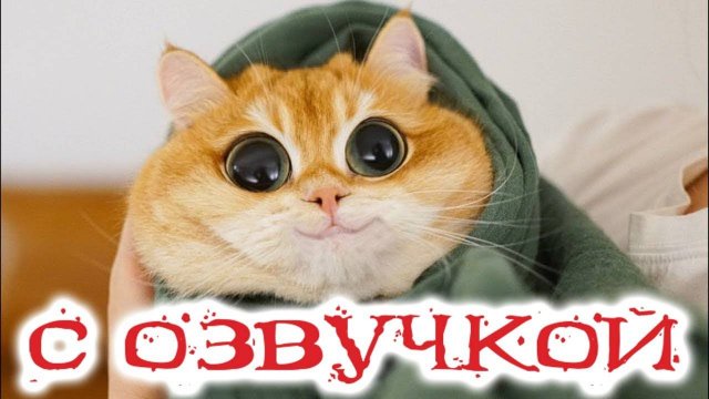 Самые смешные животные 😂 Приколы с котами и собаками 2024 😻🐶 Смешные животные 😂