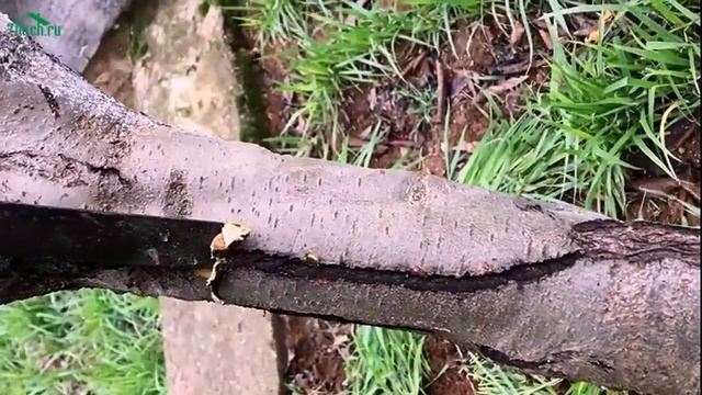 ? Лечим кору плодовых деревьев. Что делать с трещинами - 7 дач