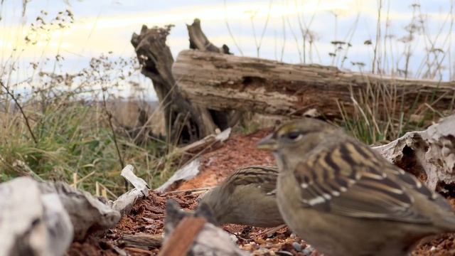 Cat TV ? Relax Your Cat ❤️ Hopping Birds and Squirrels ? 8 Hours(4K HDR)