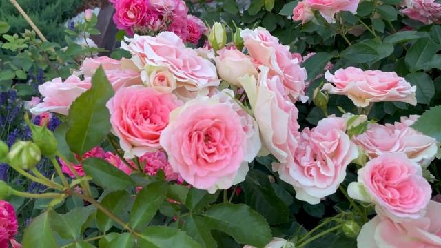 Любимая Роза Jet Set