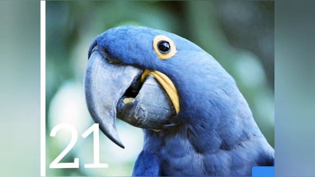 40 фактов о животных.
