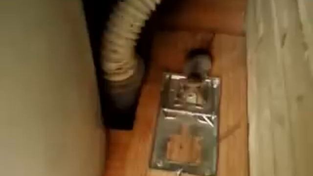 Заснял как мышь попалась в мышеловку.