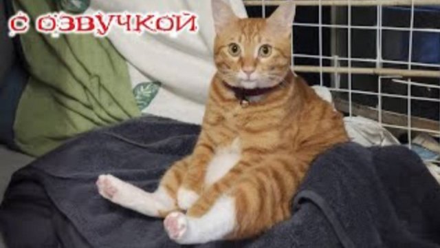 Приколы с котами СМЕШНЫЕ КОТЫ и собаки С ОЗВУЧКОЙ Самые смешные животные