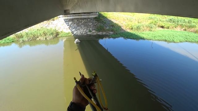 Ловля Сазана на Ружьё- рогатку, Рыбалка с рогаткой, Slingshot hunting.