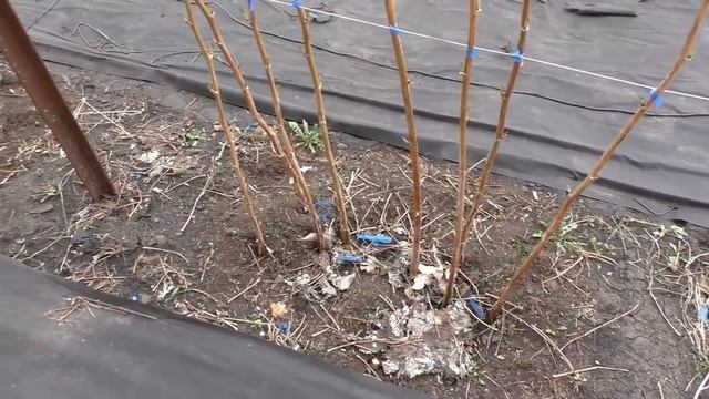 V образная шпалера для малины