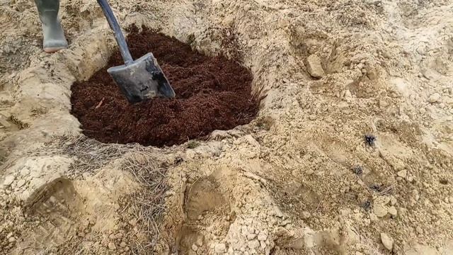 Посадка голубики. Подготовка посадочных ям, делаем правильную почву для голубики