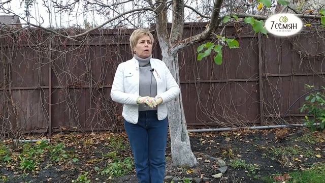 БЕЛИТЬ ИЛИ НЕ БЕЛИТЬ? КАК, КОГДА И ЗАЧЕМ БЕЛИТЬ ДЕРЕВЬЯ!