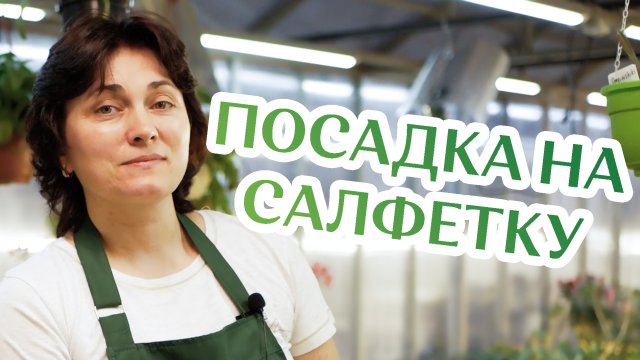 Как Сажать Семена Адениума На Салфетку