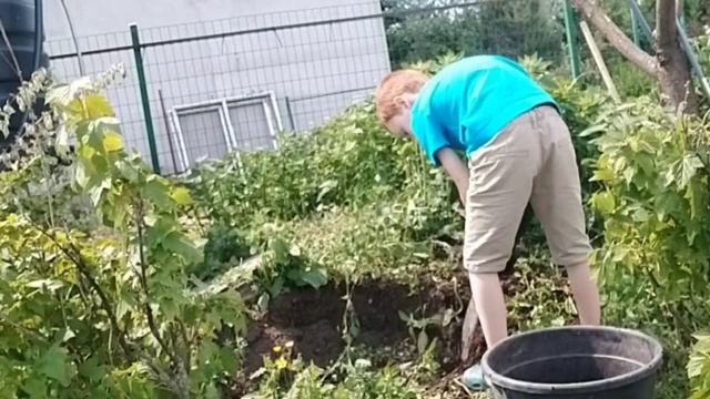 Летняя пересадка кустов смородины и крыжовника из открытого грунта