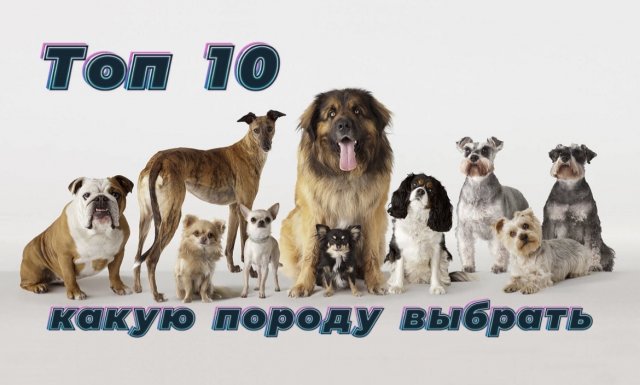 Топ 10. Лучшие породы собак для квартиры!