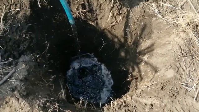 Голубая ель. Колючая неприхотливая ель Глаука. Посадка и уход.