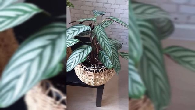 Ктенанта. Уход