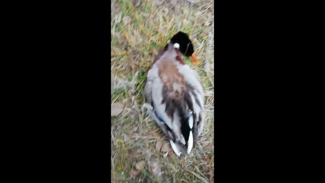 охота с пневматикой