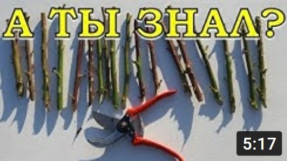 РОЗЫ: черенкуем обрезанные побеги осенью???