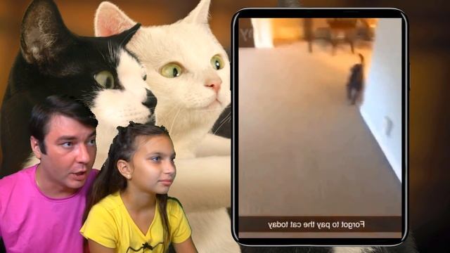 СМОТРИ СМЕШНЫЕ КОТЫ и СОБАКИ в ШКОЛЕ! НЕ УЛЫБНИСЬ и ЗАСМЕЙСЯ ЧЕЛЛЕНДЖ ! Funny Cats Валеришка