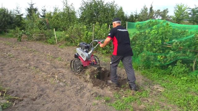 Выкапываем картошку легко и быстро! Как копать мотоблоком! Мобил К МКМ-4