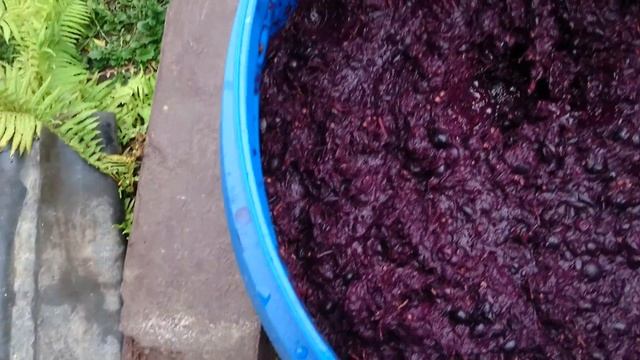 Изготовление домашнего вина из винограда "Молдова" часть 1