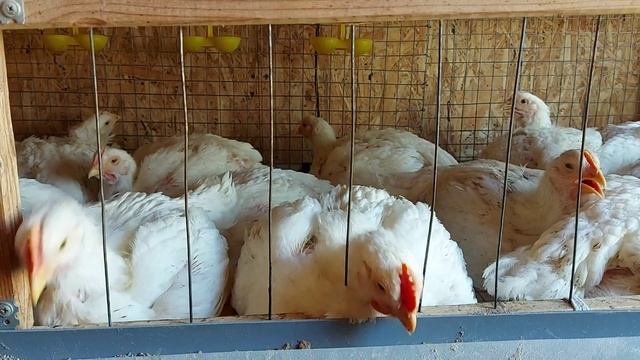Каких бройлерных цыплят лучше купить чтобы вырастить крупного бройлера.
