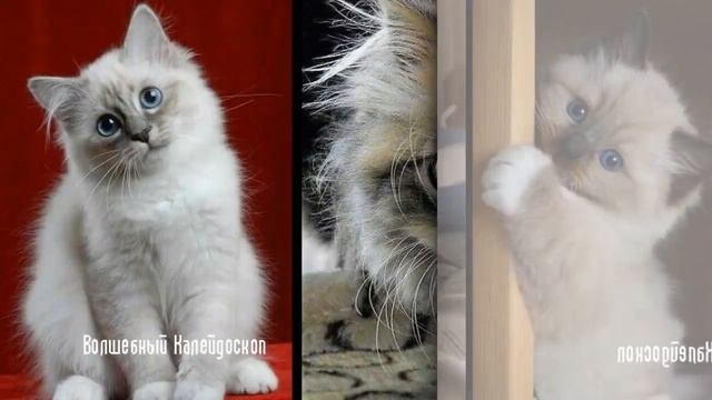 Милые пушистики. Волшебные моменты в обществе пушистых котиков наполнят вашу жизнь радостью