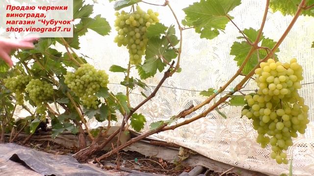 Виноград Кишмиш Цимус- вот он для Севера- ранний, с мускатом и сладкий! Пузенко Наталья Лариасовна