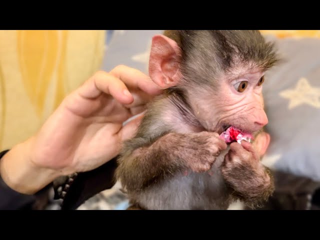 ЭЭХ! Люська так ловко научилась ВОРОВАТЬ КОНФЕТЫ!