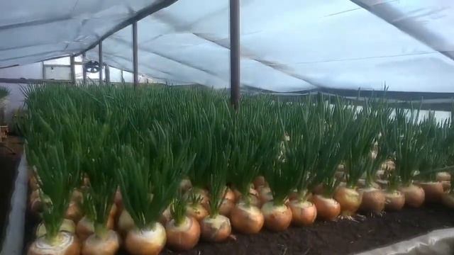 Лук на перо. Бизнес план.